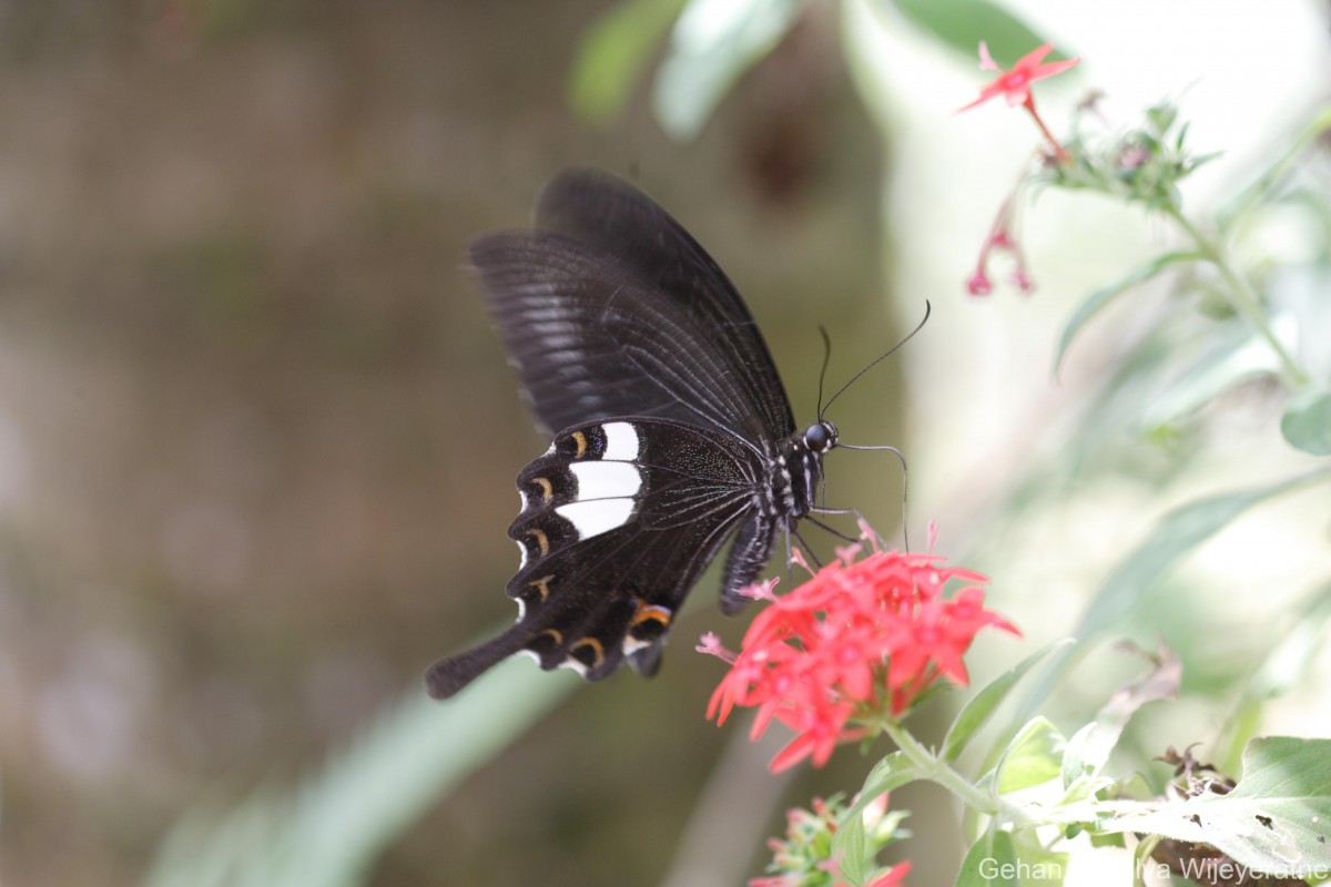 Papilio helenus Linnaeus, 1758